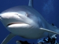 Silvertip Shark