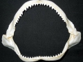 Silver-Tip Shark