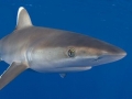 Silver-Tip Shark