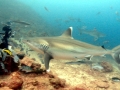 Silver-Tip Shark