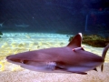 Silver-Tip Shark