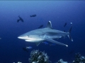 Silver-Tip Shark