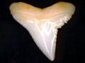 Silvertip Shark