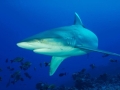 Silver-Tip Shark