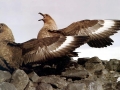 Skua