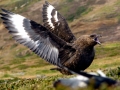 Skua