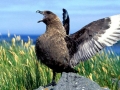 Skua