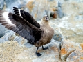Skua