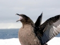 Skua