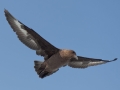 Skua