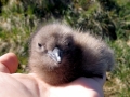 Skua