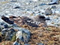 Skua