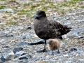 Skua