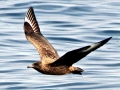 Skua