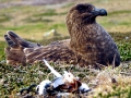 Skua