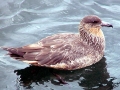 Skua