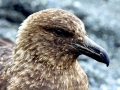 Skua