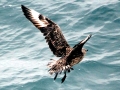 Skua