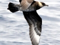 Skua