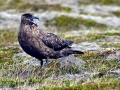 Skua