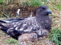 Skua