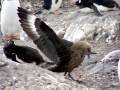 Skua