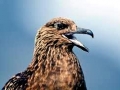 Skua