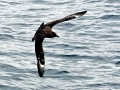 Skua