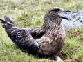 Skua