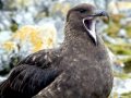 Skua