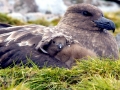 Skua