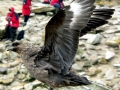 Skua