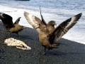 Skua
