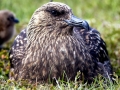 Skua