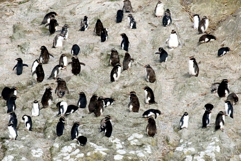 Snares-crested Penguin