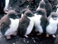 Snares-crested Penguin