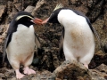 Snares-crested Penguin