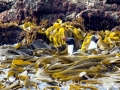 Snares-crested Penguin