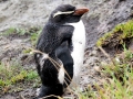 Snares-crested Penguin