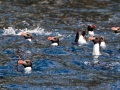Snares-crested Penguin