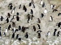 Snares-crested Penguin