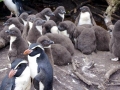 Snares-crested Penguin