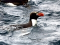 Snares-crested Penguin