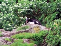 Snares-crested Penguin