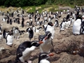 Snares-crested Penguin