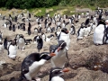 Snares-crested Penguin