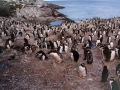 Snares-crested Penguin