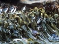 Snares-crested Penguin
