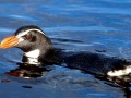 Snares-crested Penguin