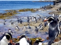 Snares-crested Penguin